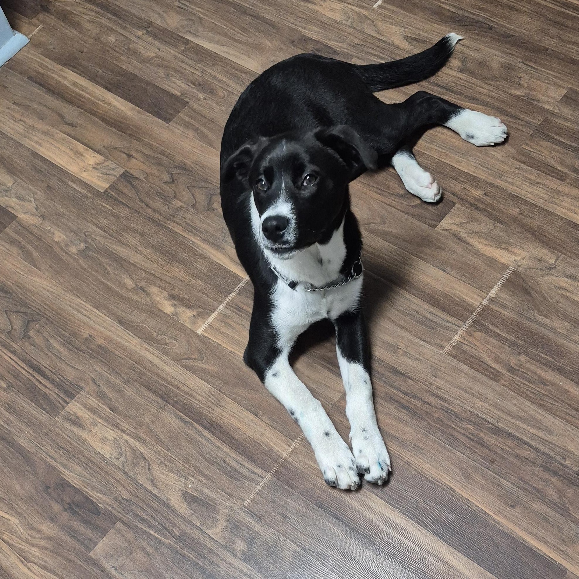 Dessie — thumbnail 4