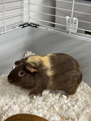 Chef Boyardee/ Spaghettio/ Ravioli, Adoptable, Adult Female Guinea Pig & Guinea Pig.