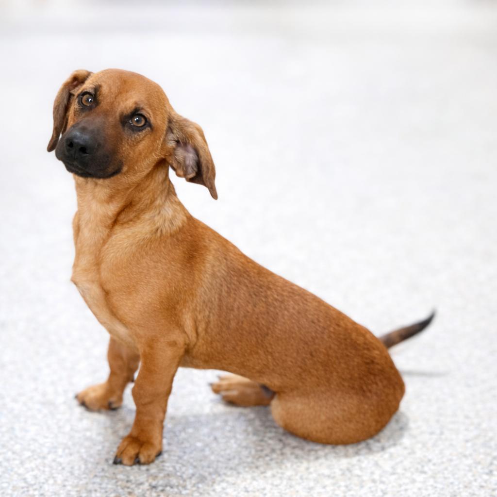 Twix — The Loyal Low‑Rider With a Big Heart and Big Feelings, a ADOPTABLE mixed breed in San Antonio, TX image 5/6