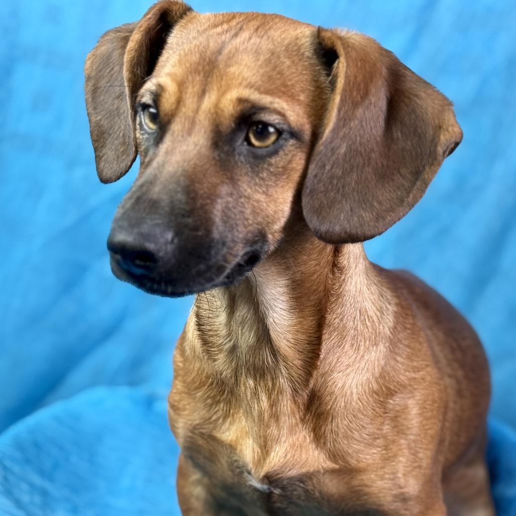 Twix — The Loyal Low‑Rider With a Big Heart and Big Feelings, a ADOPTABLE mixed breed in San Antonio, TX image 3/6