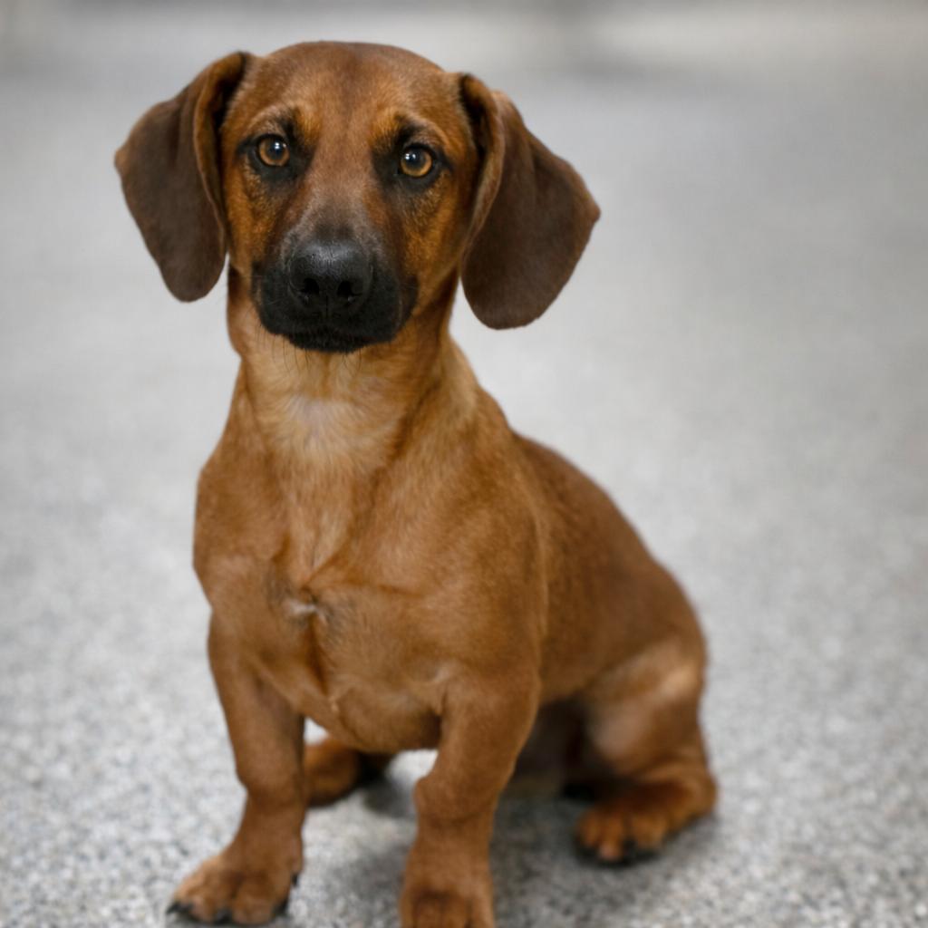 Twix — The Loyal Low‑Rider With a Big Heart and Big Feelings, a ADOPTABLE mixed breed in San Antonio, TX image 1/6