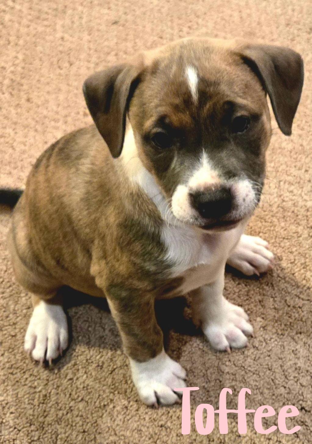 Enlarge Toffee, a ADOPTABLE mixed breed in Elburn, IL image 2/6