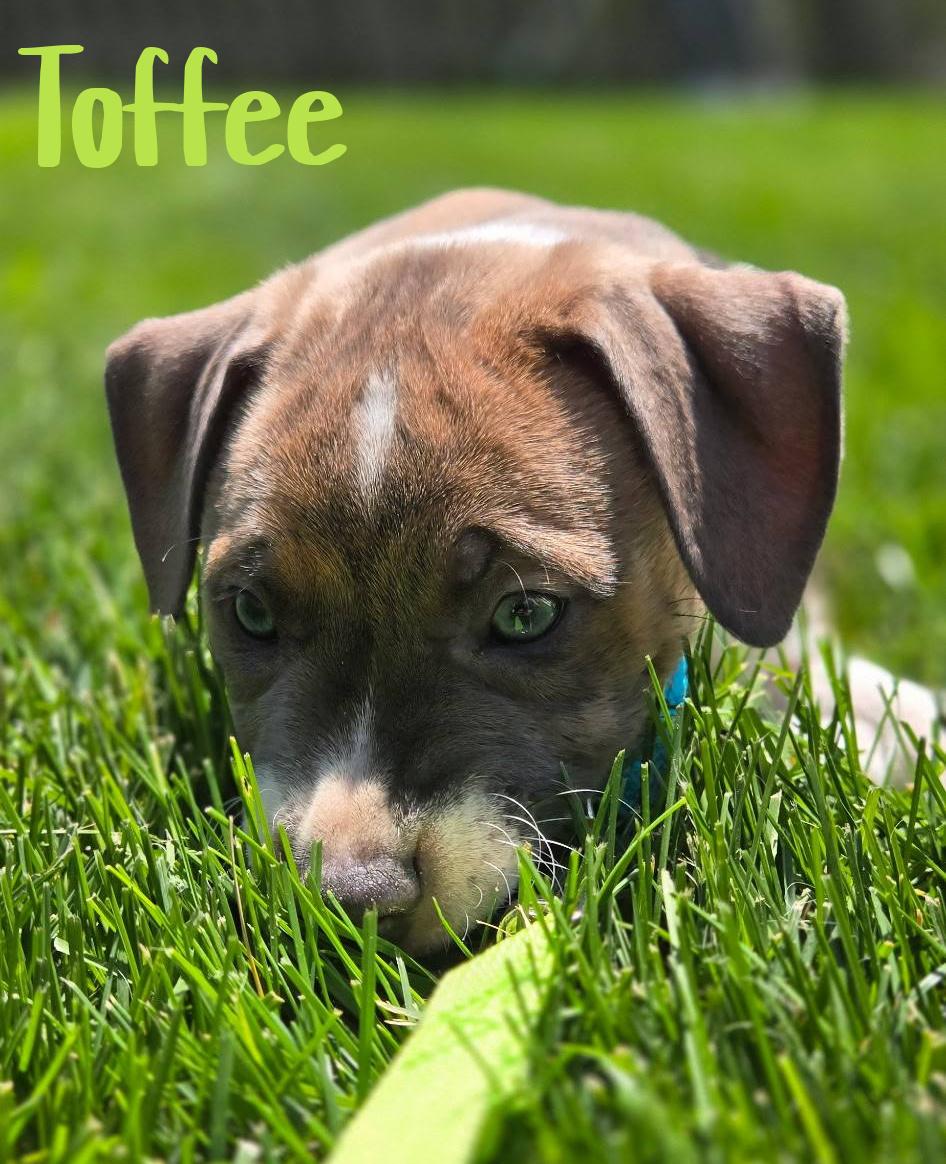 Enlarge Toffee, a ADOPTABLE mixed breed in Elburn, IL image 3/6