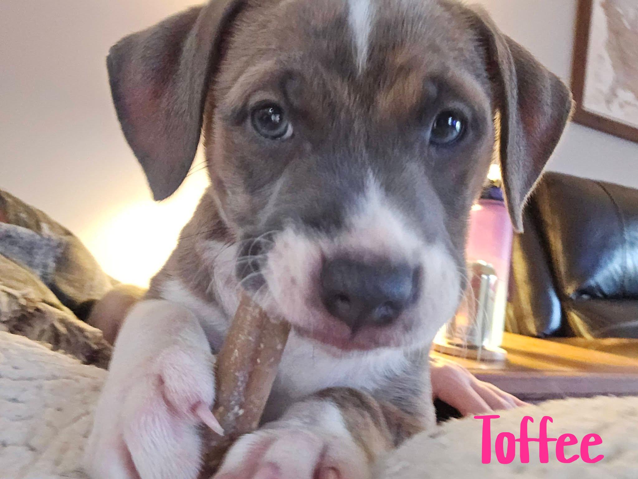 Enlarge Toffee, a ADOPTABLE mixed breed in Elburn, IL image 5/6