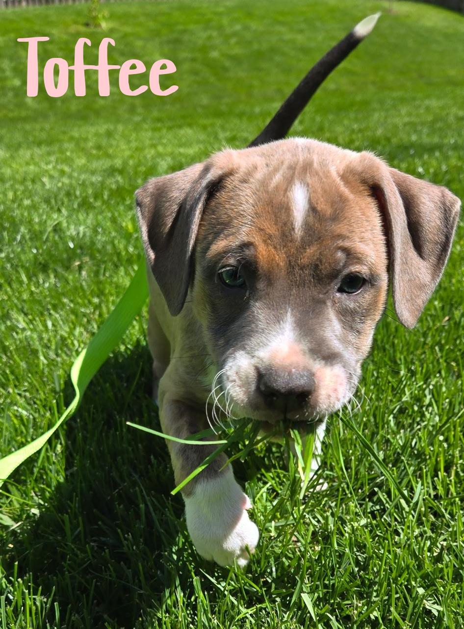 Enlarge Toffee, a ADOPTABLE mixed breed in Elburn, IL image 1/6