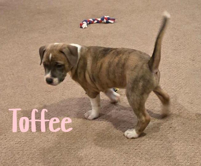 Enlarge Toffee, a ADOPTABLE mixed breed in Elburn, IL image 6/6