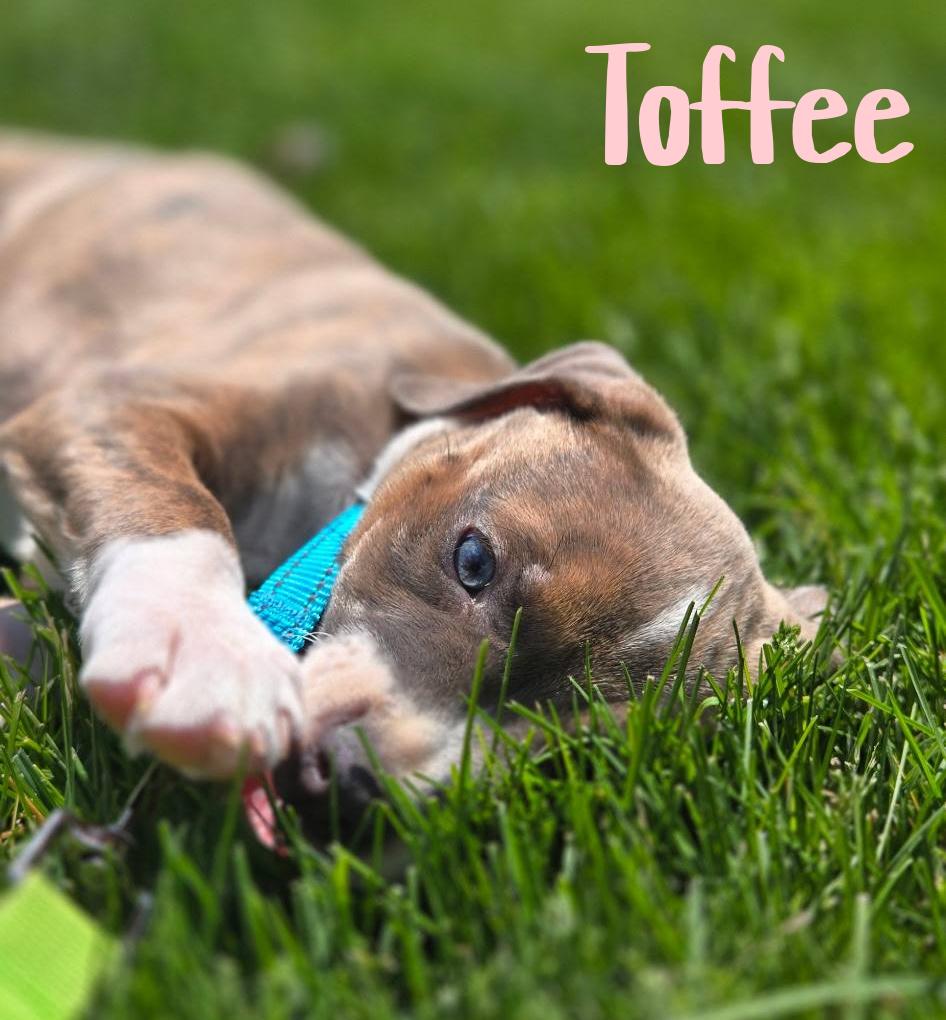 Enlarge Toffee, a ADOPTABLE mixed breed in Elburn, IL image 4/6