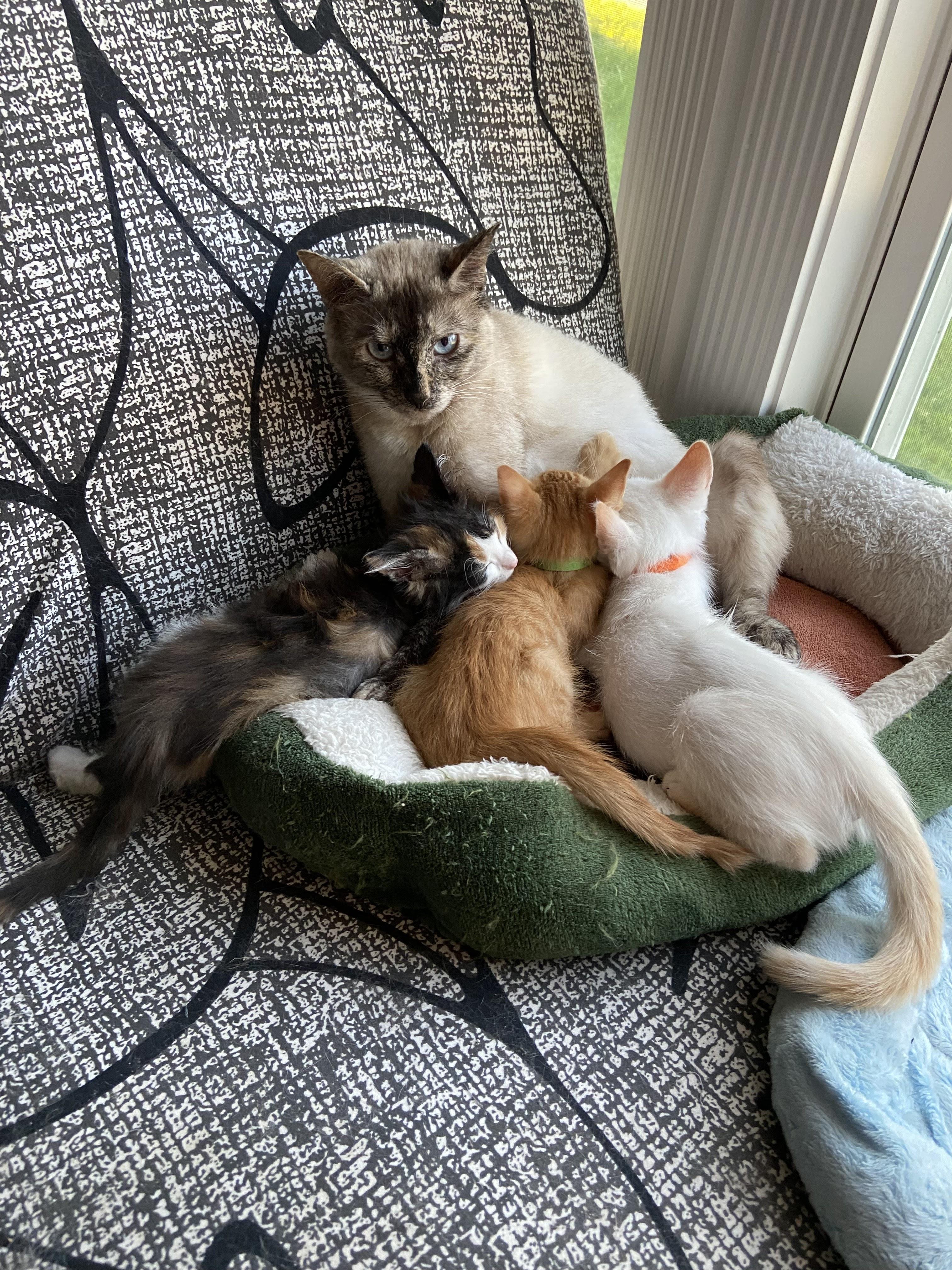 Enlarge Sammy, a Adopted mixed breed in Thomasville, PA image 3/5