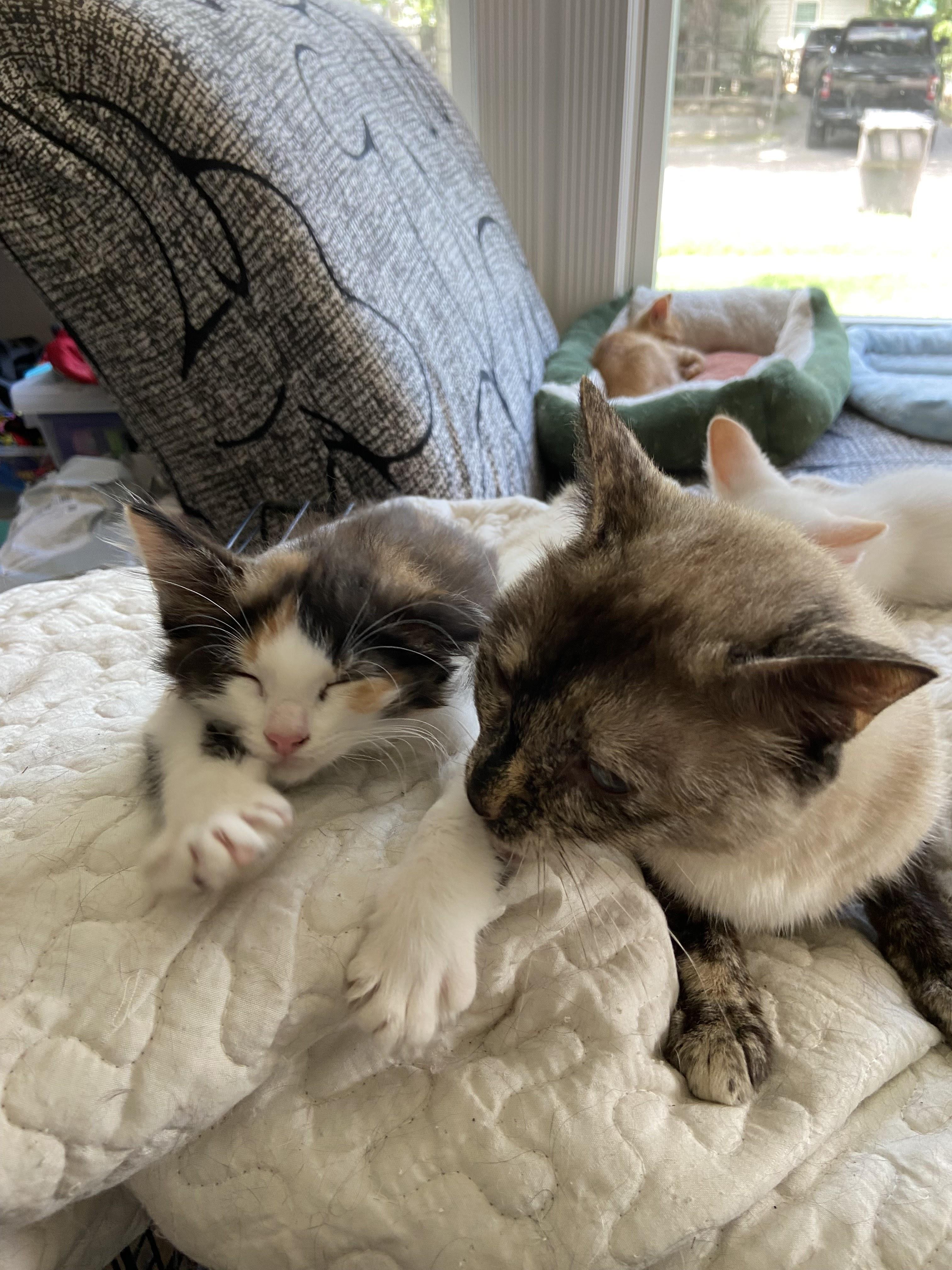 Enlarge Sammy, a Adopted mixed breed in Thomasville, PA image 4/5