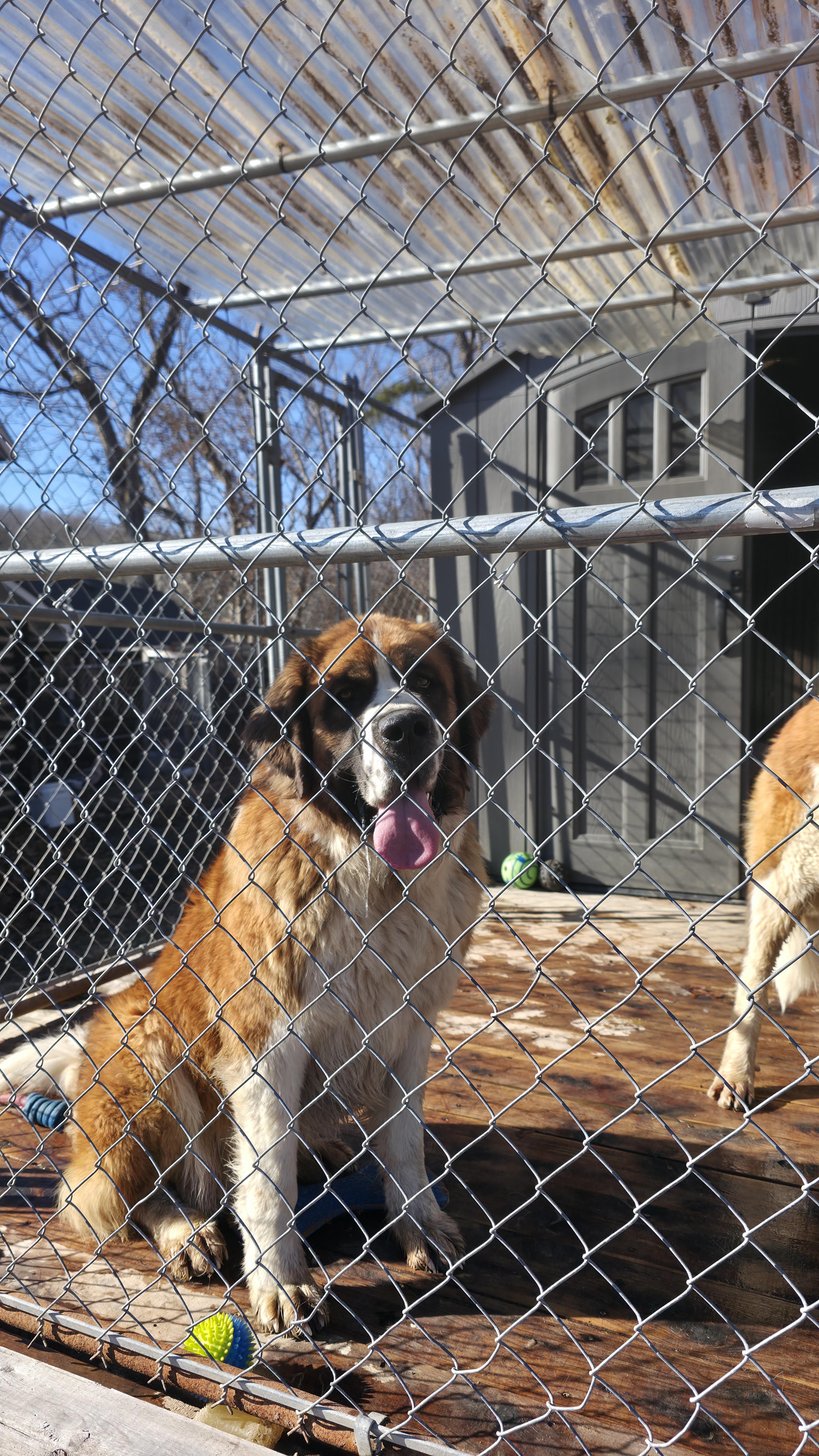 Enlarge Bernice (Neecie), an adopted Saint Bernard in Dittmer, MO image 4/5