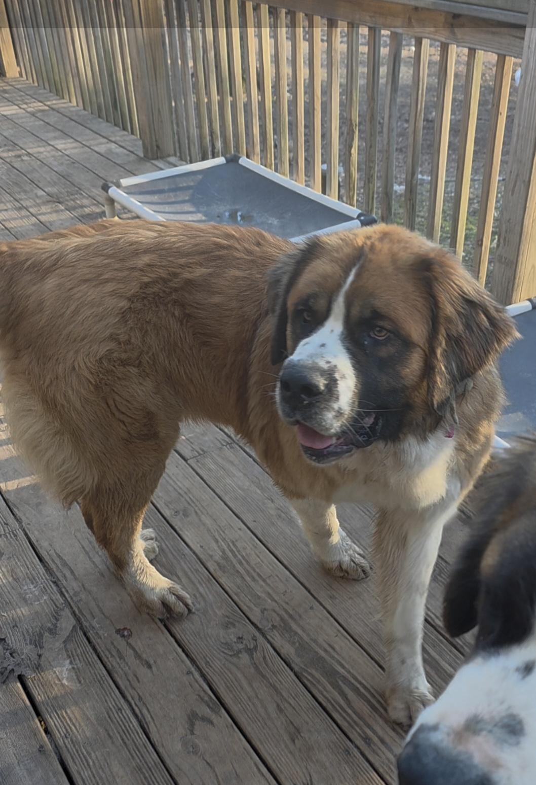 Enlarge Bernice (Neecie), an adopted Saint Bernard in Dittmer, MO image 3/5