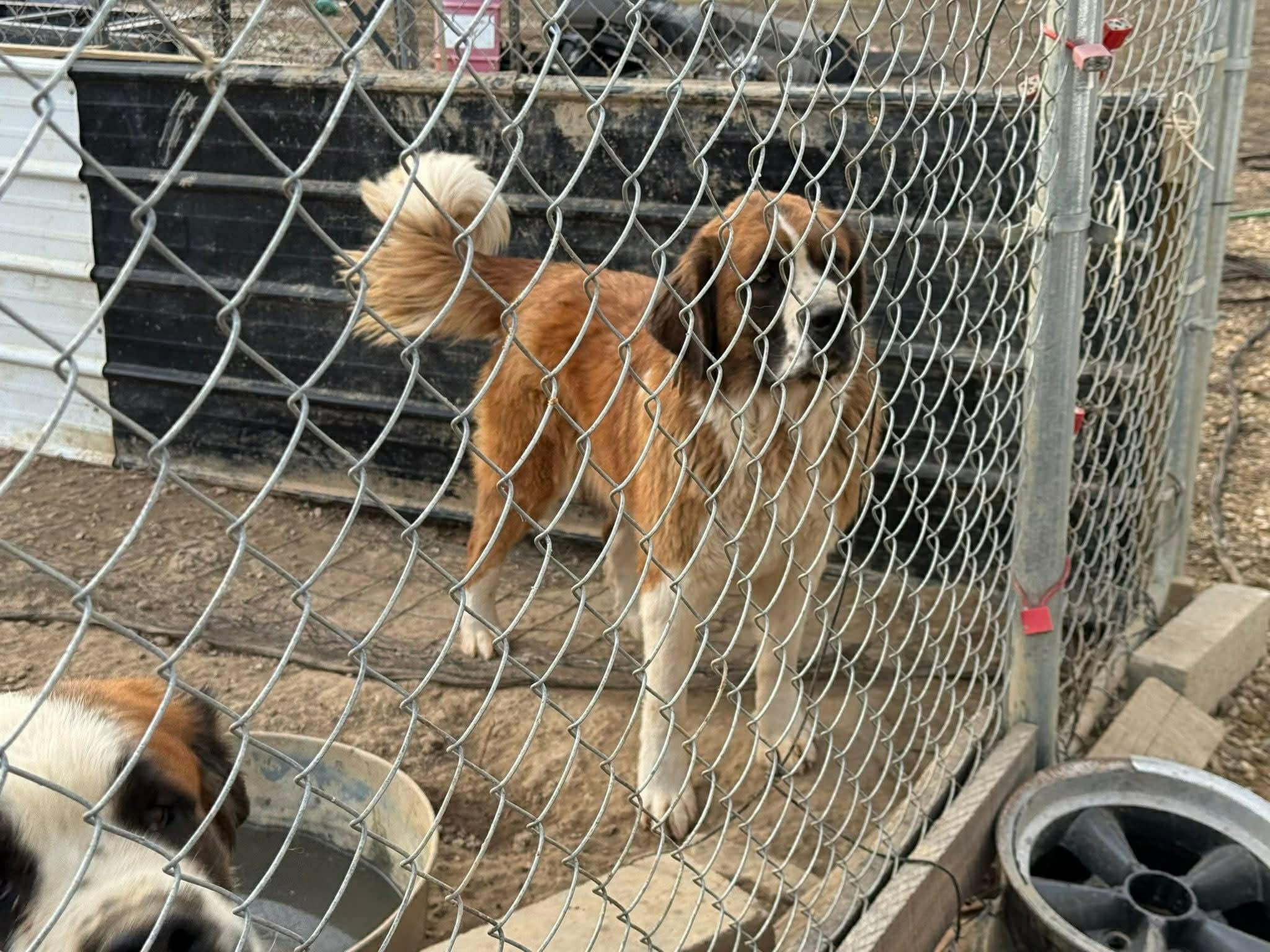 Enlarge Bernice (Neecie), an adopted Saint Bernard in Dittmer, MO image 5/5