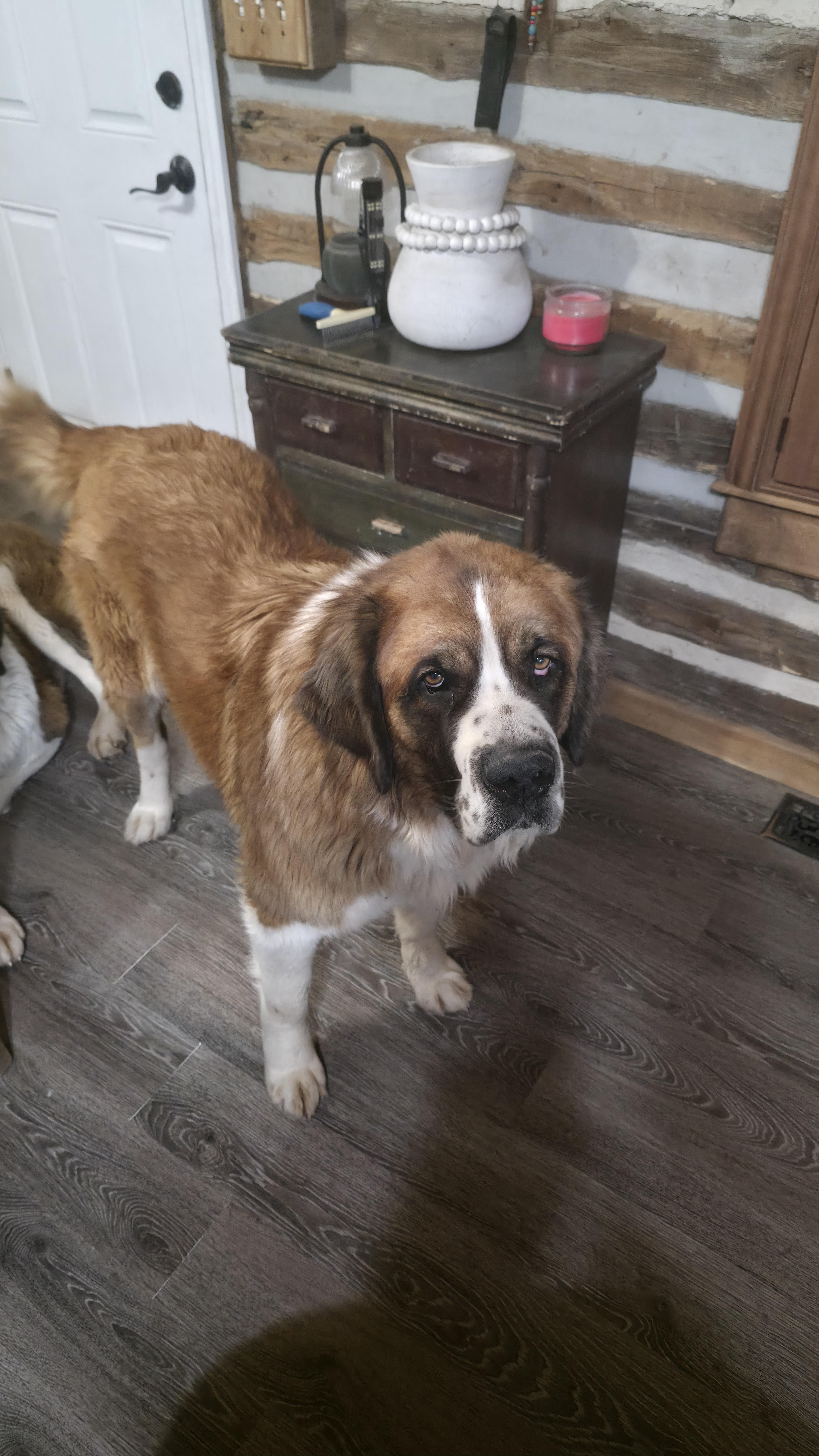 Enlarge Bernice (Neecie), an adopted Saint Bernard in Dittmer, MO image 1/5
