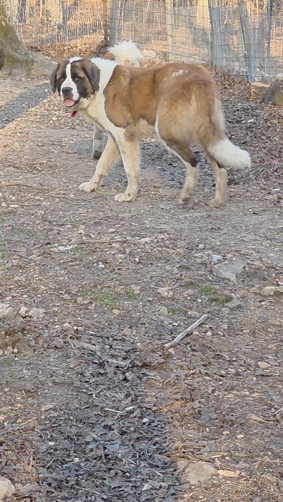 Enlarge Bernice (Neecie), an adopted Saint Bernard in Dittmer, MO video 2/5