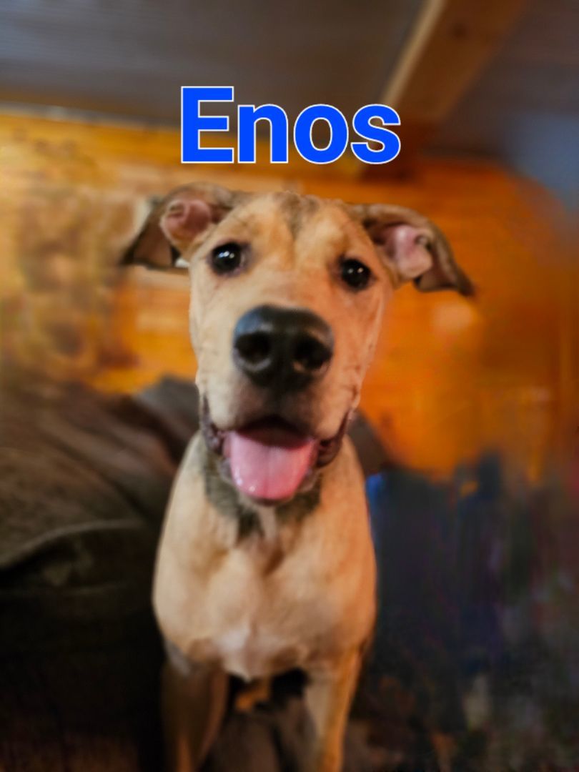 Enlarge Enos, a Adoptable mixed breed in Linton, IN image 1/6