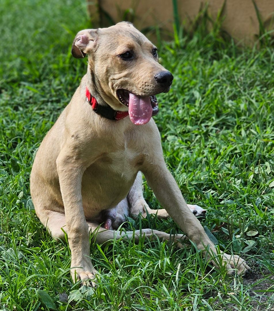 Enlarge Enos, a Adoptable mixed breed in Linton, IN image 2/6