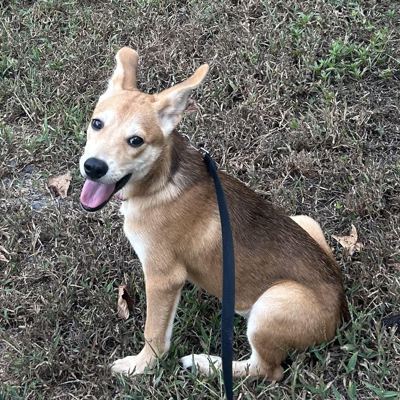 Enlarge MAE MAE, a Adoptable mixed breed in Fuquay Varina, NC image 5/6