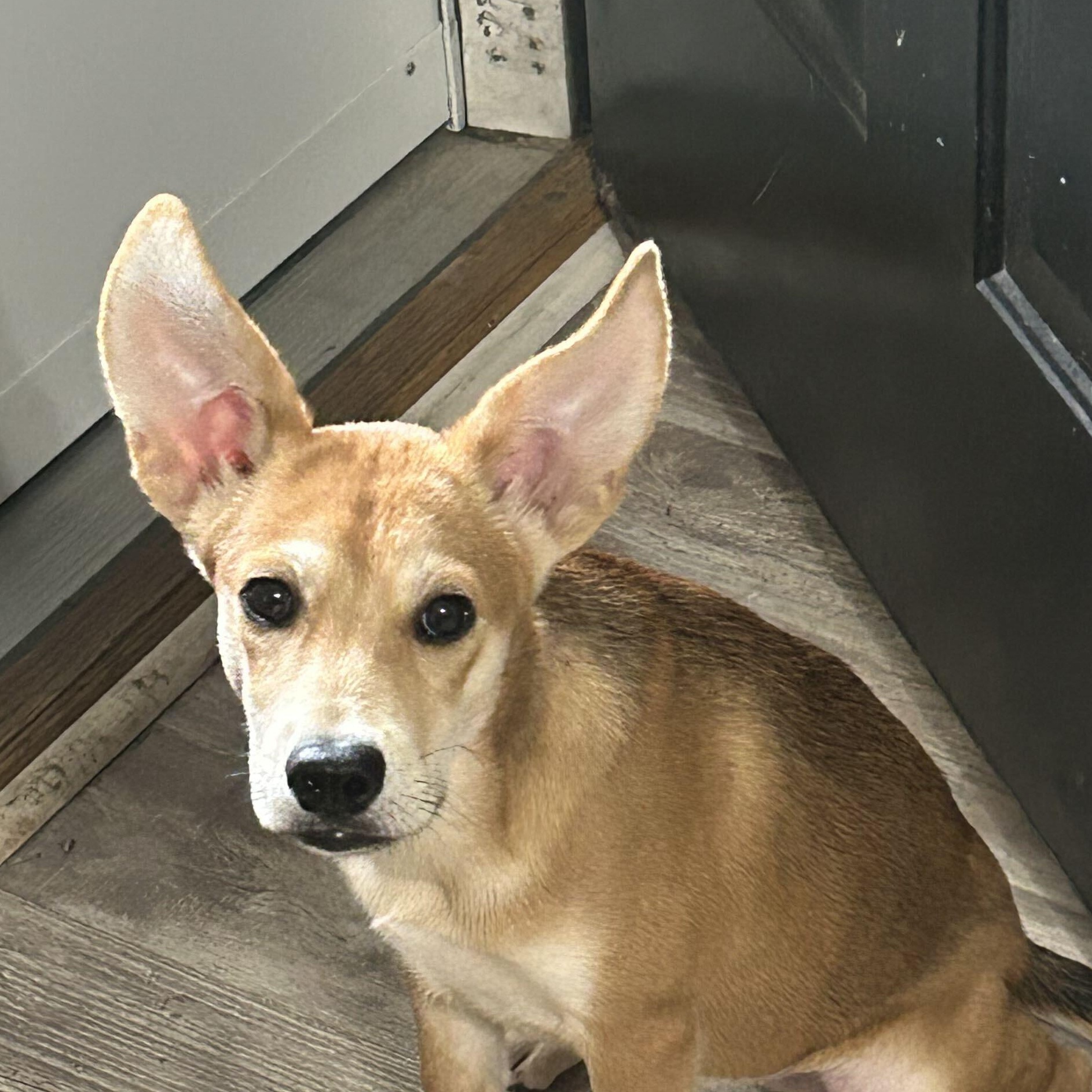 Enlarge MAE MAE, a Adoptable mixed breed in Fuquay Varina, NC image 3/6