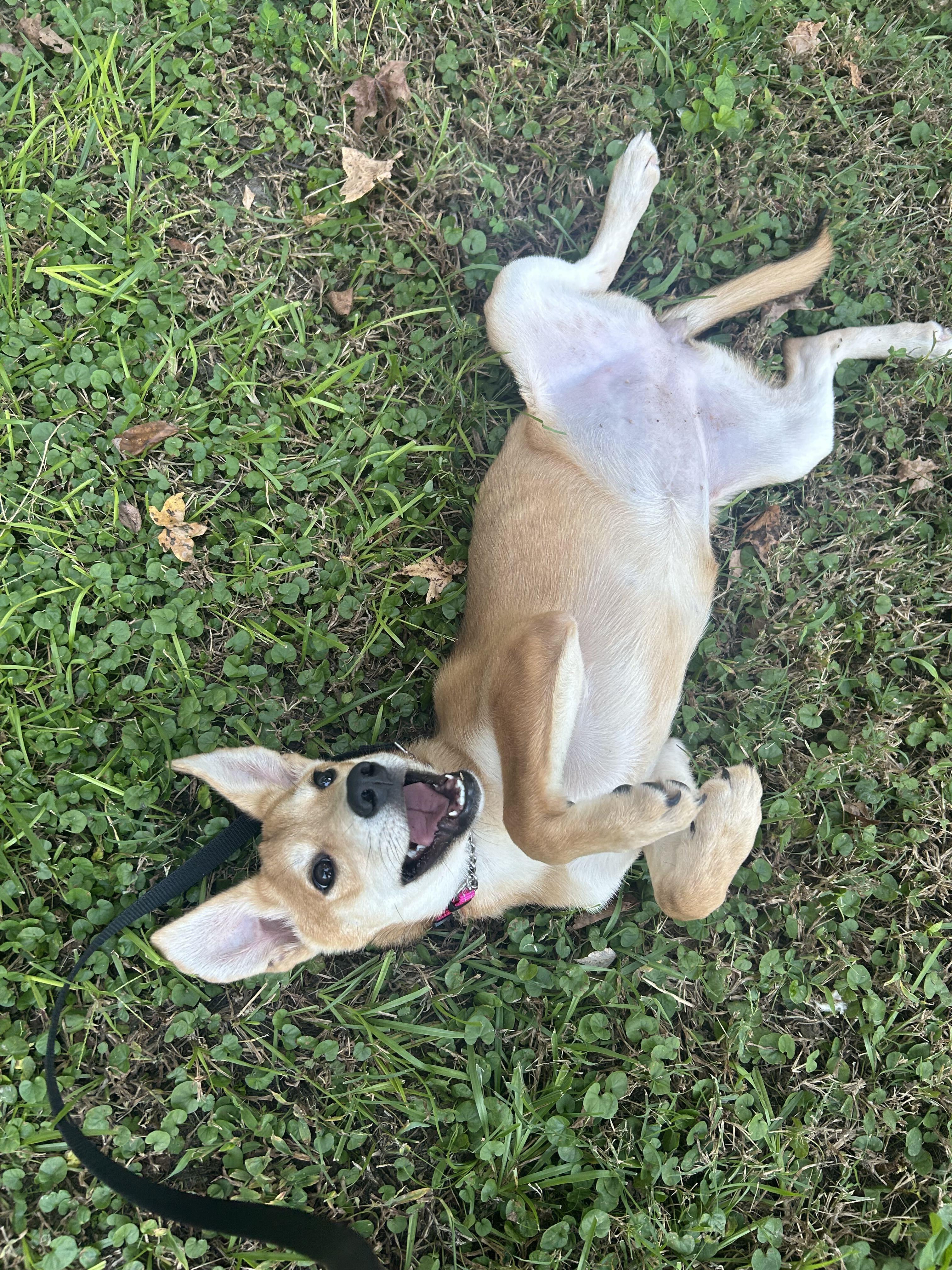 Enlarge MAE MAE, a Adoptable mixed breed in Fuquay Varina, NC image 4/6