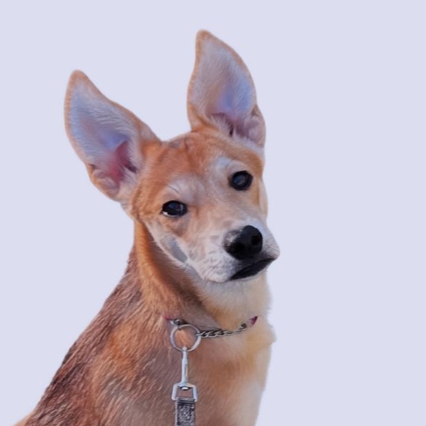 MAE MAE, Adoptable, Puppy Female Chihuahua & Carolina Dog.