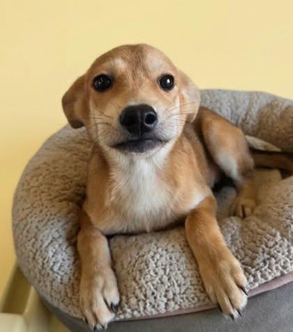 Enlarge MAE MAE, a Adoptable mixed breed in Fuquay Varina, NC image 2/6