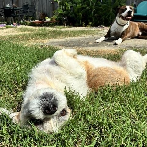 Luigi, a ADOPTABLE Shih Tzu in New Orleans, LA image 6/6