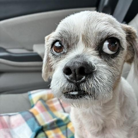 Luigi, ADOPTABLE, Adult Male Shih Tzu.
