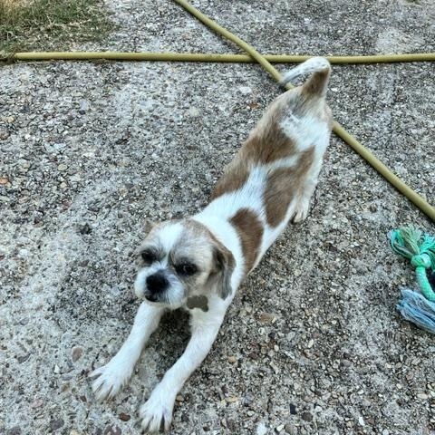 Luigi, a ADOPTABLE Shih Tzu in New Orleans, LA image 5/6