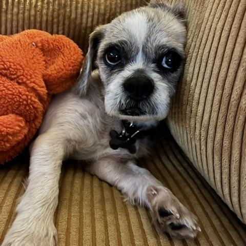 Luigi, a ADOPTABLE Shih Tzu in New Orleans, LA image 3/6