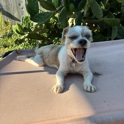 Luigi, a ADOPTABLE Shih Tzu in New Orleans, LA image 4/6