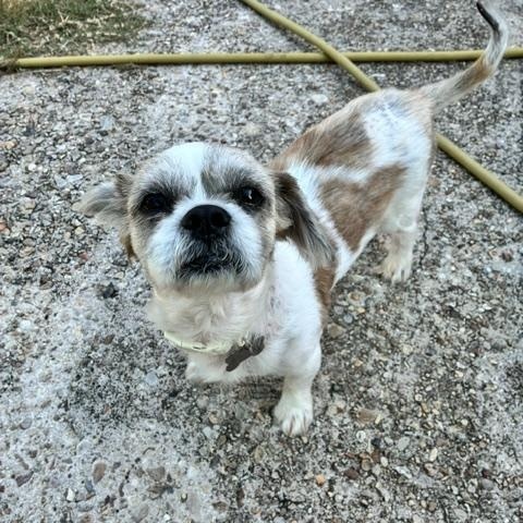 Luigi, a ADOPTABLE Shih Tzu in New Orleans, LA image 2/6