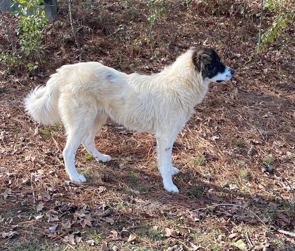 Zelo, a Adoptable mixed breed in Little Rock, AR image 1/3