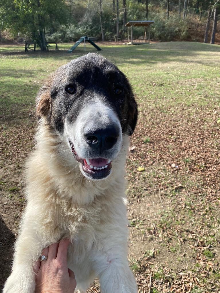 Zelo, a Adoptable mixed breed in Little Rock, AR image 2/3