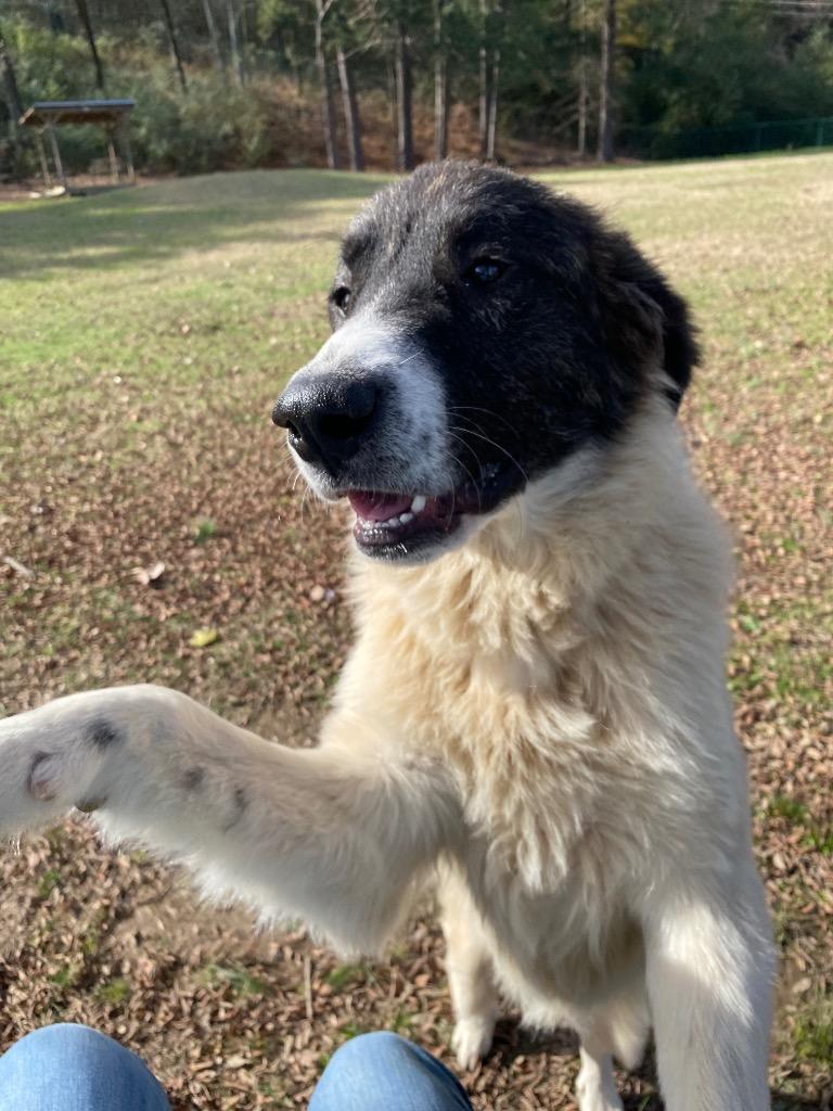 Zelo, a Adoptable mixed breed in Little Rock, AR image 3/3
