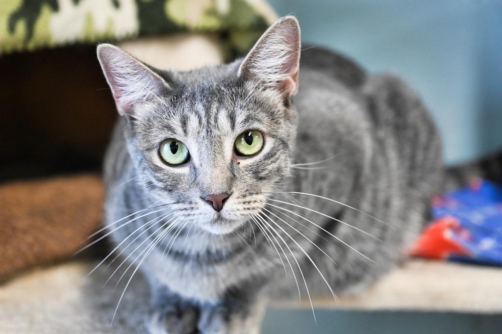 Enlarge Danica, a Adoptable mixed breed in St. James City, FL image 1/1