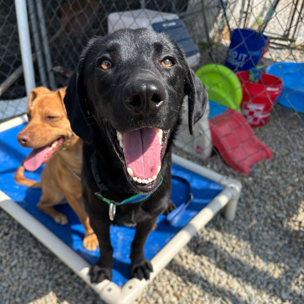 Pork Chop, Adoptable, Young Male Black Labrador Retriever.
