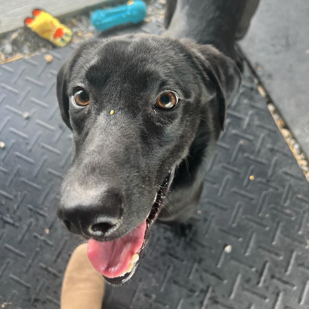 Enlarge Pork Chop, a Adoptable Black Labrador Retriever in Waynesville, NC image 2/3