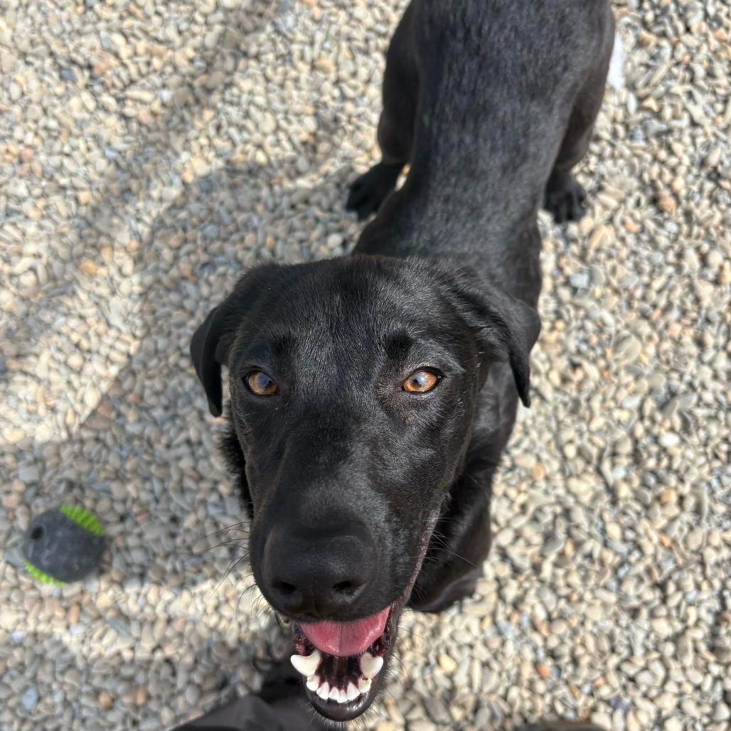 Enlarge Pork Chop, a Adoptable Black Labrador Retriever in Waynesville, NC image 3/3