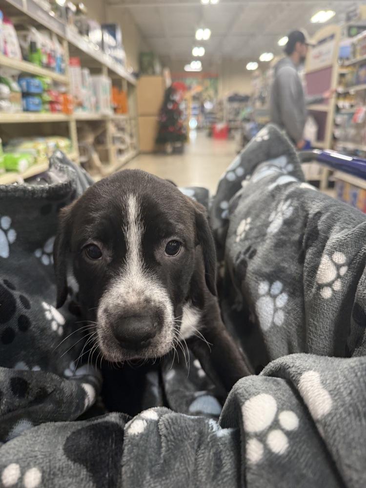 Ilia (Maira’s Munchkins 2026 MALE), Adoptable, Puppy Male Pit Bull Terrier & Mixed Breed.