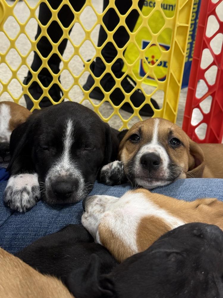 Ilia (Maira’s Munchkins 2026 MALE), a Adoptable mixed breed in Wenonah, NJ image 2/6