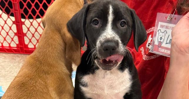 Ilia (Mira’s Munchkins 2026 MALE), Adoptable, Puppy Male Pit Bull Terrier & Mixed Breed.