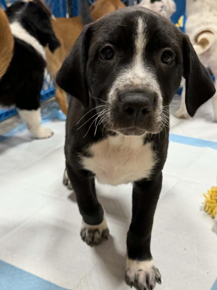 Ilia (Maira’s Munchkins 2026 MALE), a Adoptable mixed breed in Wenonah, NJ image 3/6