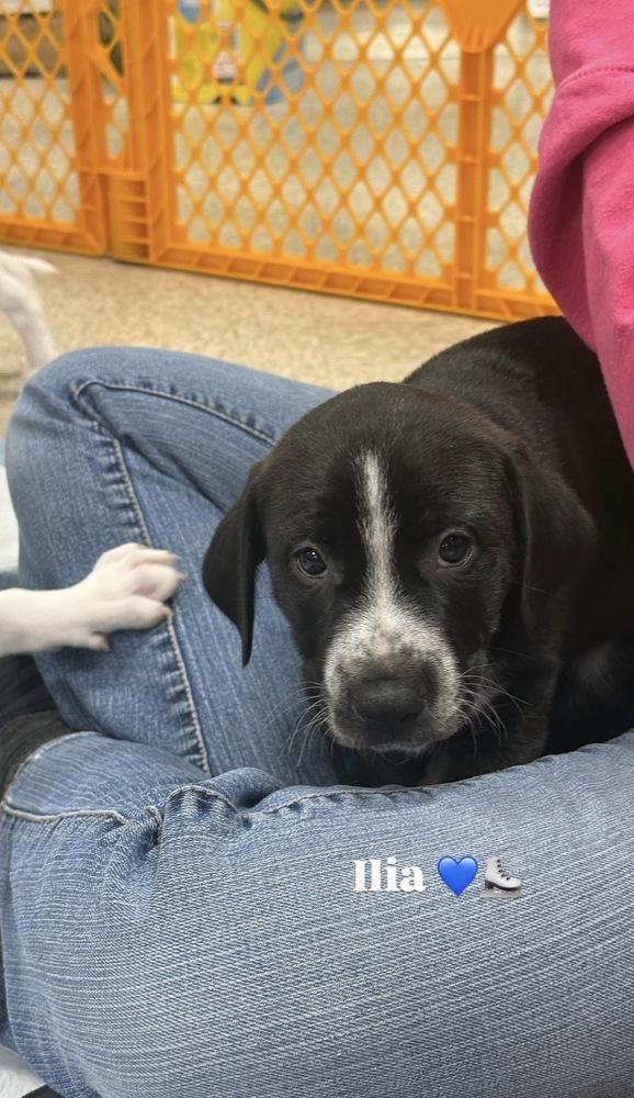 Ilia (Maira’s Munchkins 2026 MALE), a Adoptable mixed breed in Wenonah, NJ image 4/6