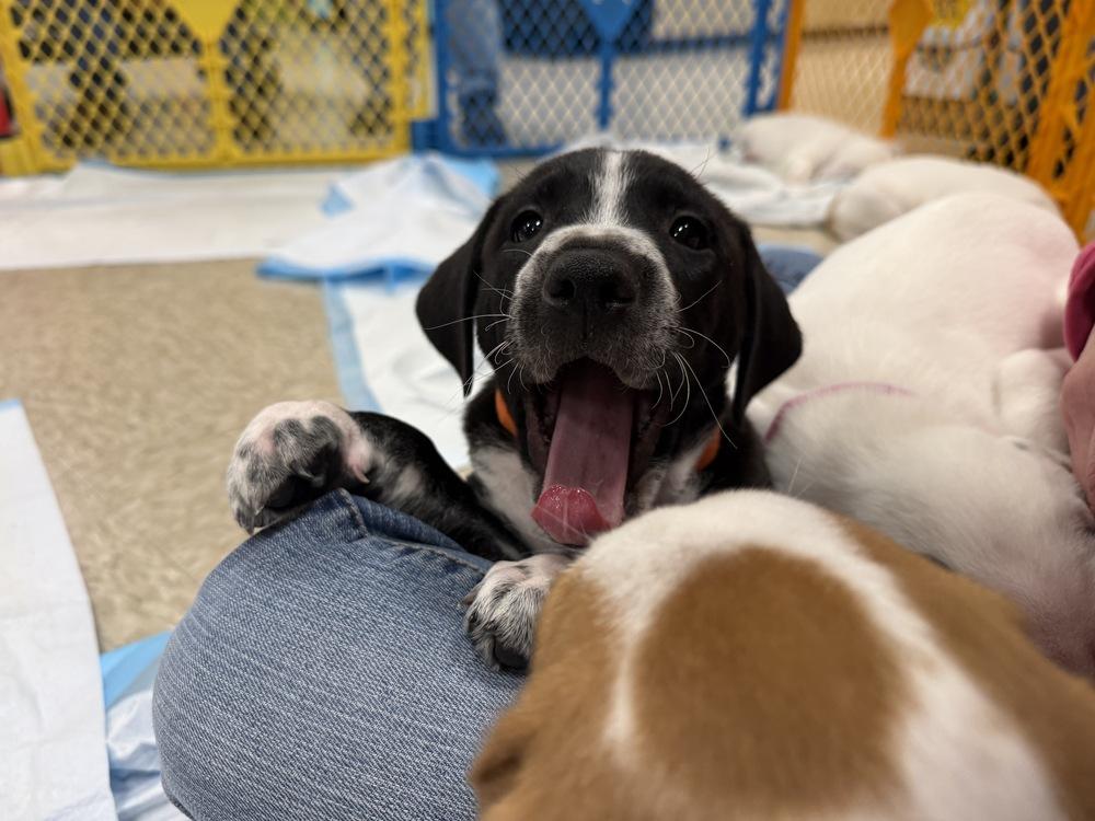 Ilia (Maira’s Munchkins 2026 MALE), a Adoptable mixed breed in Wenonah, NJ image 5/6