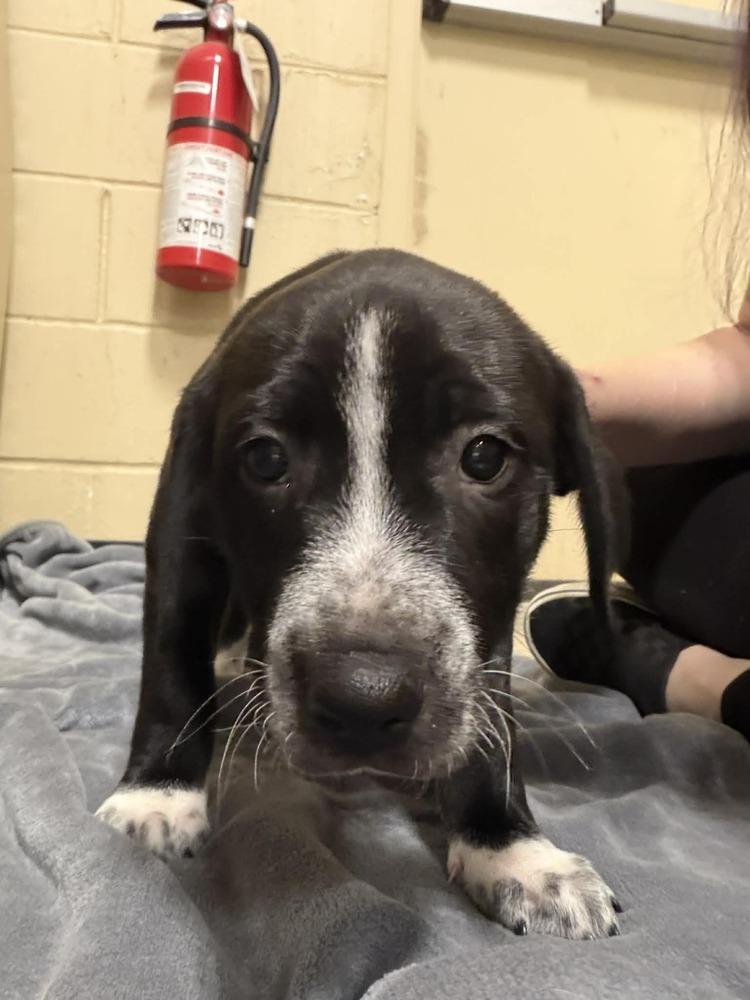 Ilia (Maira’s Munchkins 2026 MALE), a Adoptable mixed breed in Wenonah, NJ image 6/6