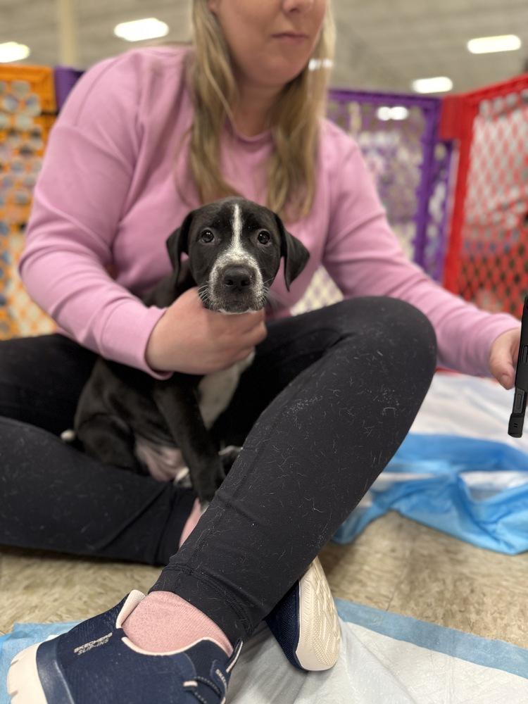 Ilia (Mira’s Munchkins 2026 MALE), a Adoptable mixed breed in Wenonah, NJ image 6/6