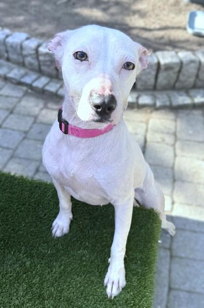 Enlarge Zinnia, a Adoptable mixed breed in Washington, DC image 1/3
