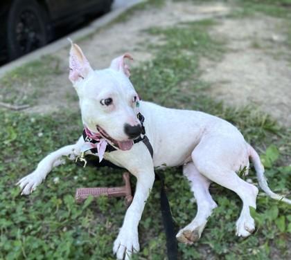 Enlarge Zinnia, a Adoptable mixed breed in Washington, DC image 2/3