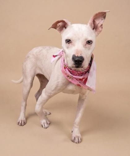 Enlarge Zinnia, a Adoptable mixed breed in Washington, DC image 3/3