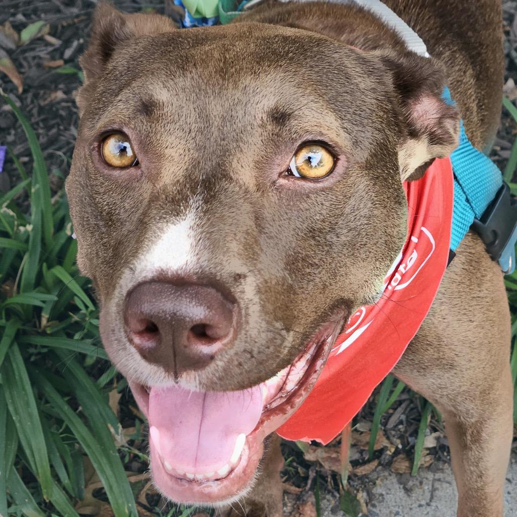 Charlie Girl, Adoptable, Adult Female Terrier & Mixed Breed.